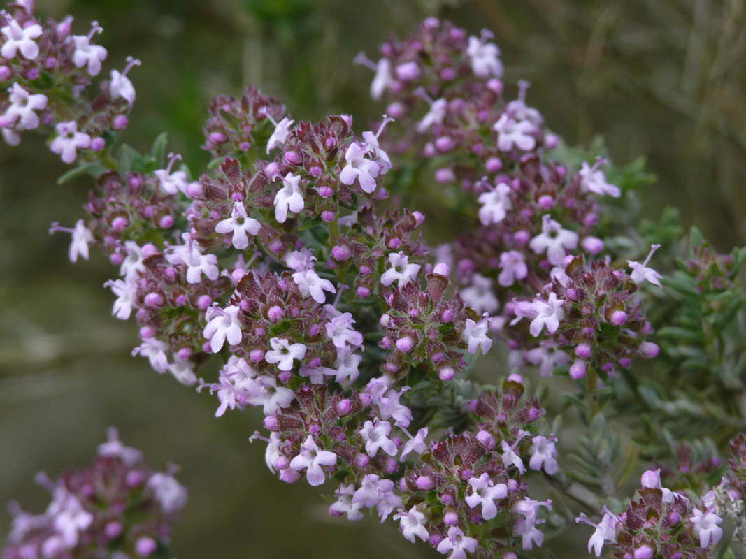 Thymus leucotrichus ssp neiceffii 4